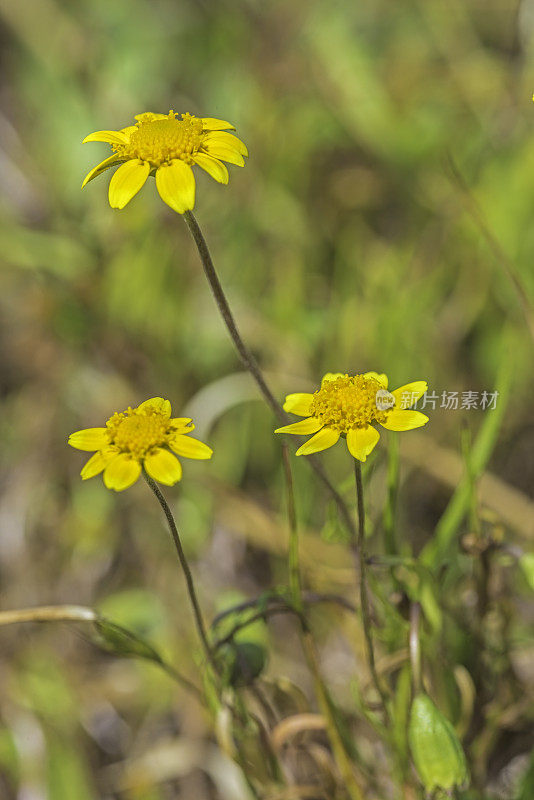 伯克的金矿，Lasthenia burkei, Santa Rosa Plain Vernal Pools;圣罗莎;加利福尼亚州索诺玛县